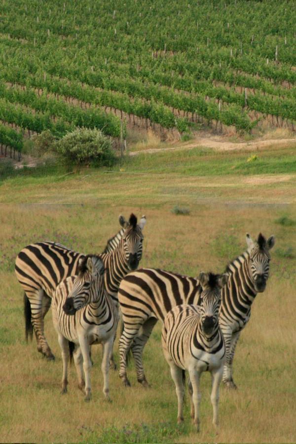 Wildlife Retreat On A Wine-Farm Villa Stellenbosch Kültér fotó