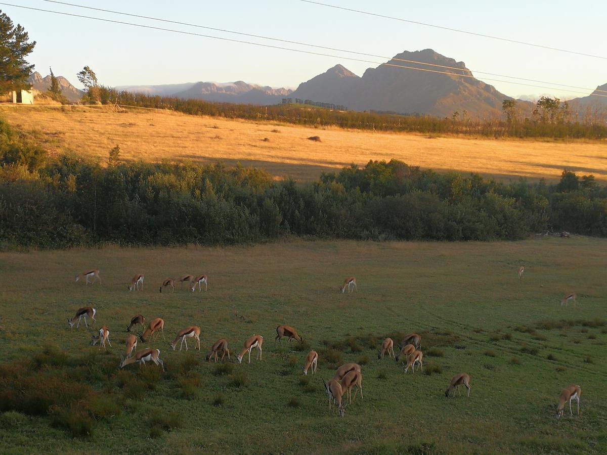 Wildlife Retreat On A Wine-Farm Villa Stellenbosch Kültér fotó